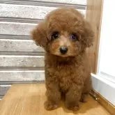 タイニープードル