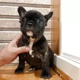 フレンチブルドッグ