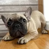 フレンチブルドッグ