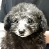 ティーカッププードル【山形県・男の子・2025年7月21日・シルバー】の写真1