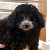 トイプードル(ティーカップ)