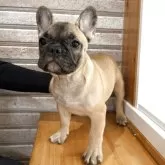 フレンチブルドッグ