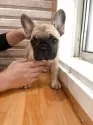 フレンチブルドッグ【山形県・女の子・2025年8月24日・フォーン】の写真9