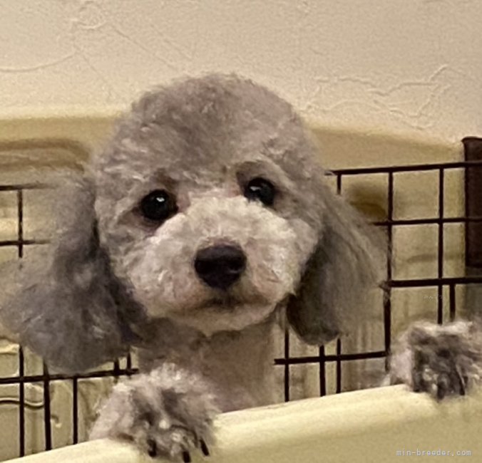 トイプードル【・女の子・2021年6月30日・シルバー】