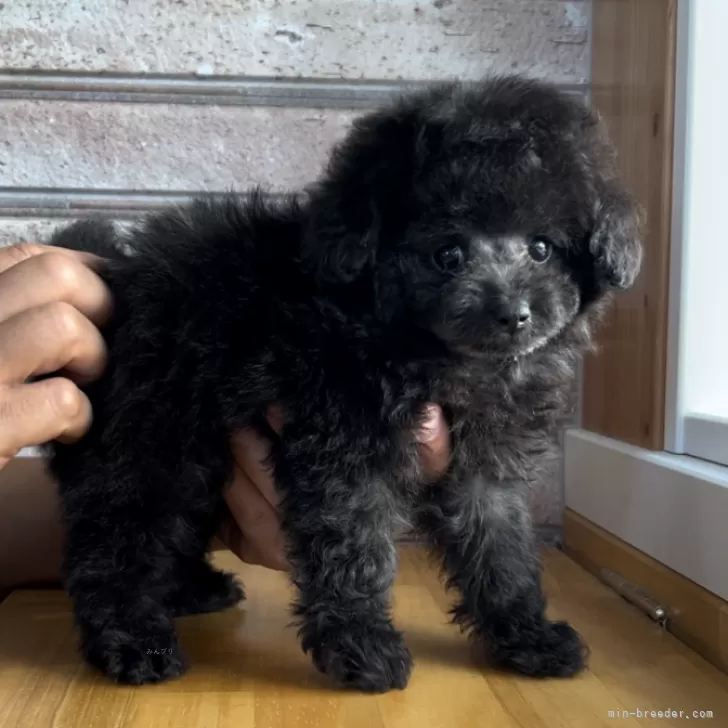 ID:2410-04211の子犬
