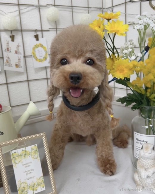 トイプードル【・男の子・2021年10月25日・レッド】