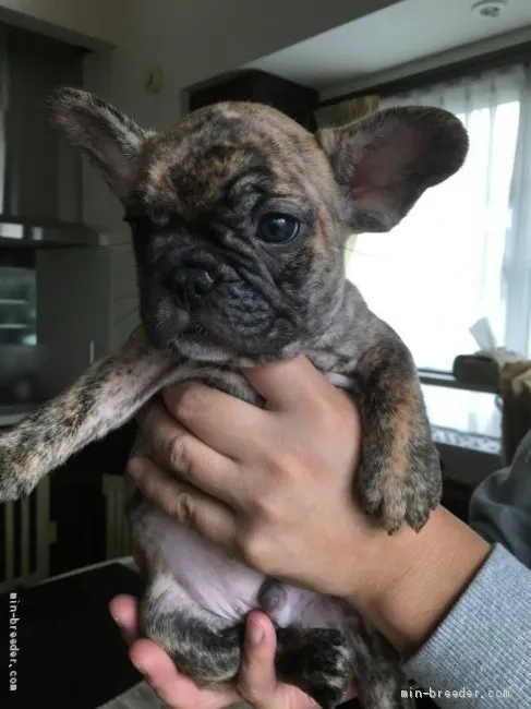 ステフ 様のお迎えした子犬