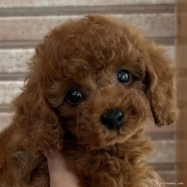 ID：2405-03086の子犬