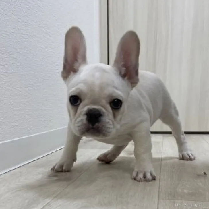 ID：2212-01500の子犬