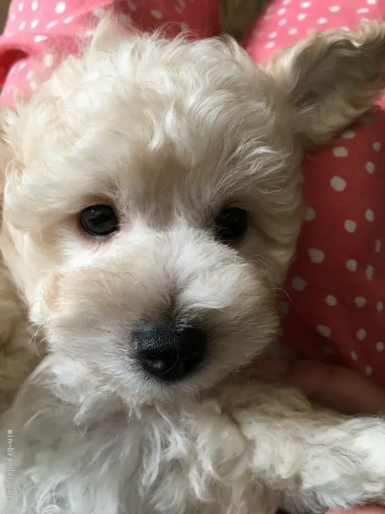 ID:1909-01901の子犬