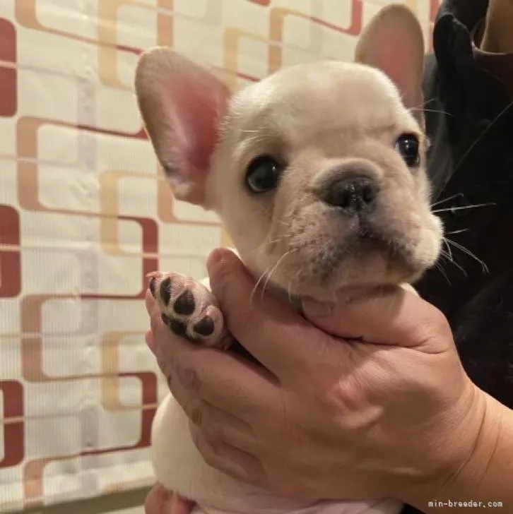 ID:2212-01495の子犬