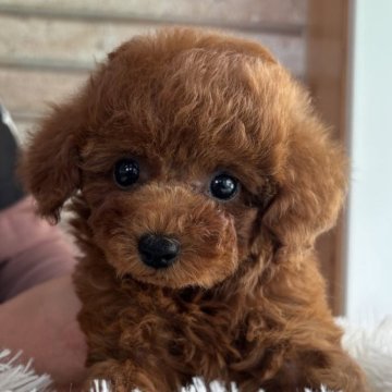トイプードル(ティーカップ)【山形県・女の子・2024年3月22日・レッド】の写真「可愛い女の子」