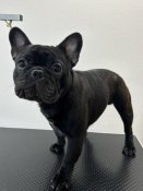 フレンチブルドッグ【・男の子・2023年8月1日・ブリンドル】