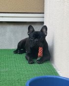 フレンチブルドッグ【・男の子・2023年8月1日・ブリンドル】