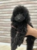 タイニープードル【山形県・女の子・2023年9月15日・ブラック】の写真5