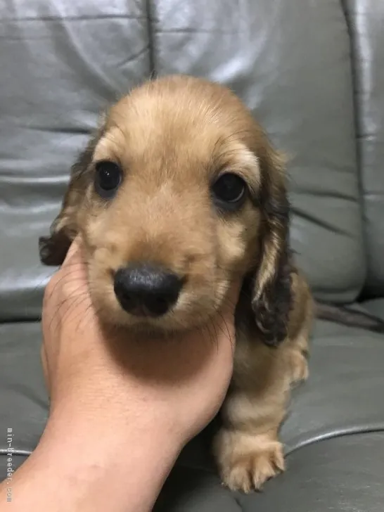 ともさん 様のお迎えした子犬