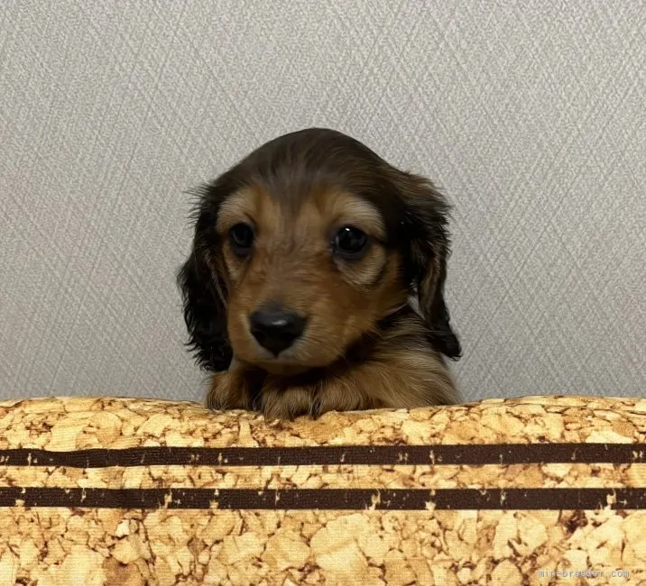 ID:2203-00054の子犬