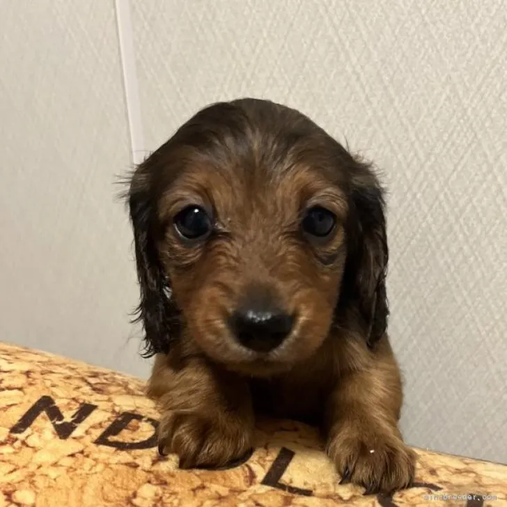ID:2210-00436の子犬
