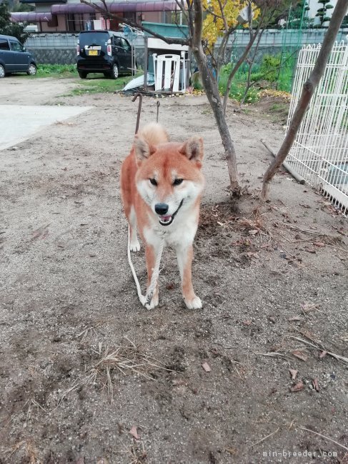 森　浩二(もり　こうじ)ブリーダー(愛媛県・柴犬・日本犬保存会登録)の紹介写真2