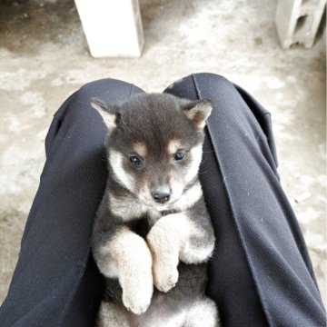 柴犬(標準サイズ)【愛媛県・女の子・2025年9月13日・黒】の写真「豆柴にちかい小さめの可愛女の子ワクチン五種1回済」