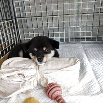 柴犬(標準サイズ)【愛媛県・女の子・2025年7月17日・黒】の写真「雌の可愛い一番小さい仔犬です。」