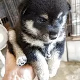 柴犬(標準サイズ)【愛媛県・女の子・2025年7月26日・黒】の写真1「体重は1200グラムでまるまるとした可愛女の子良く食べて元気に育っています。」