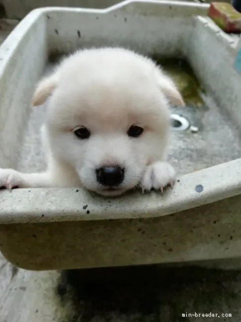 ID:1907-01606の子犬