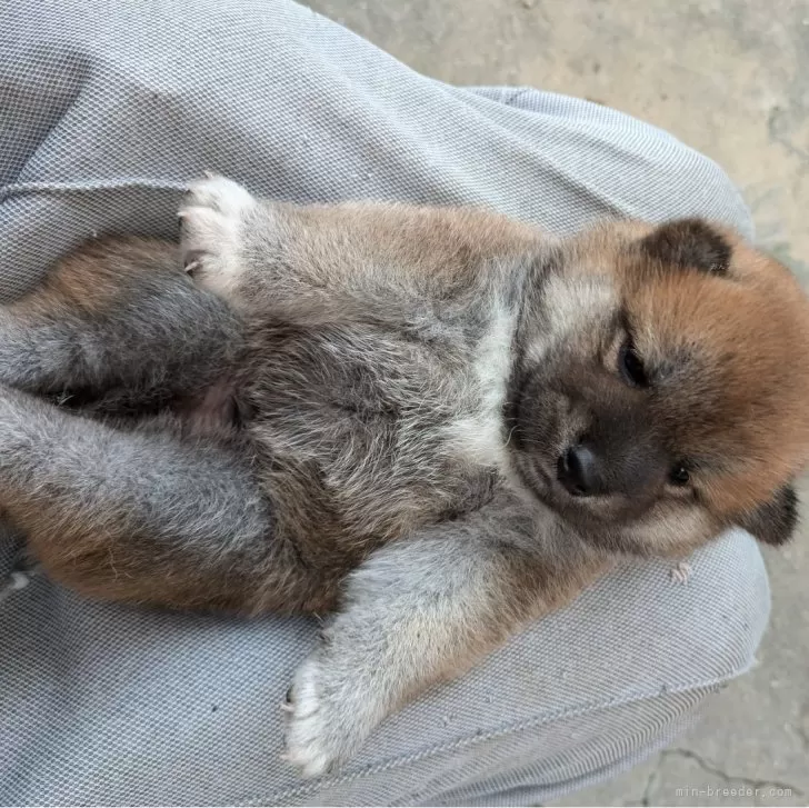 ID:2409-04633の子犬