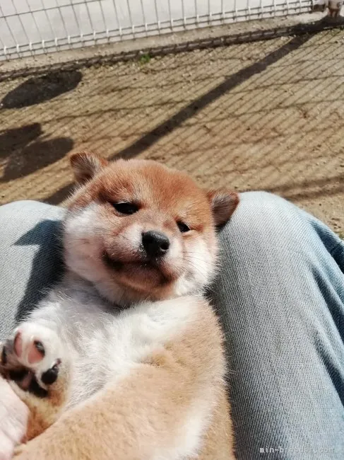 ID：1811-02308の子犬