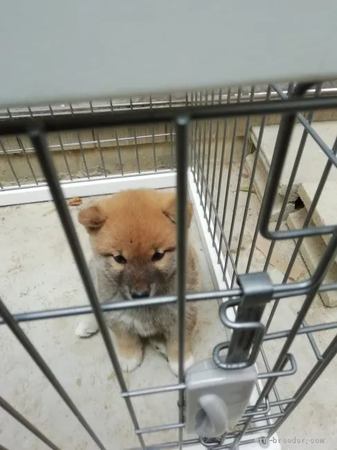 ID：1904-02682の子犬