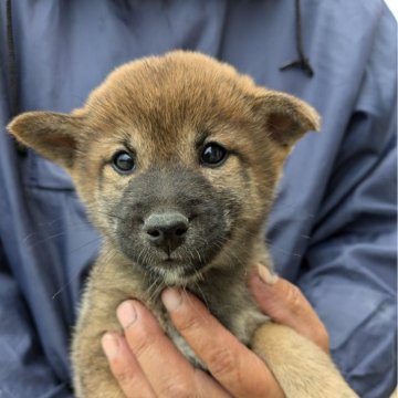 柴犬(標準サイズ)【愛媛県・女の子・2024年8月9日・赤毛】の写真「５種のワクチン接種済みです。」