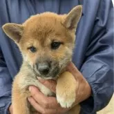 柴犬(標準サイズ)【愛媛県・男の子・2024年8月9日・赤毛】の写真1「体重も1.8キログラムになり元気に育っています。」