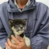 柴犬(標準サイズ)【愛媛県・女の子・2024年8月17日・黒柴】の写真1「体重1.4キロで食欲旺盛でよく遊ぶ仔犬」