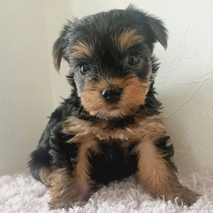 ID：2506-02115の子犬
