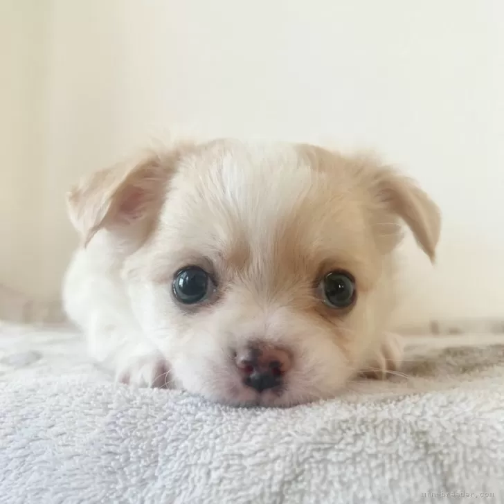 ID:2501-04558の子犬