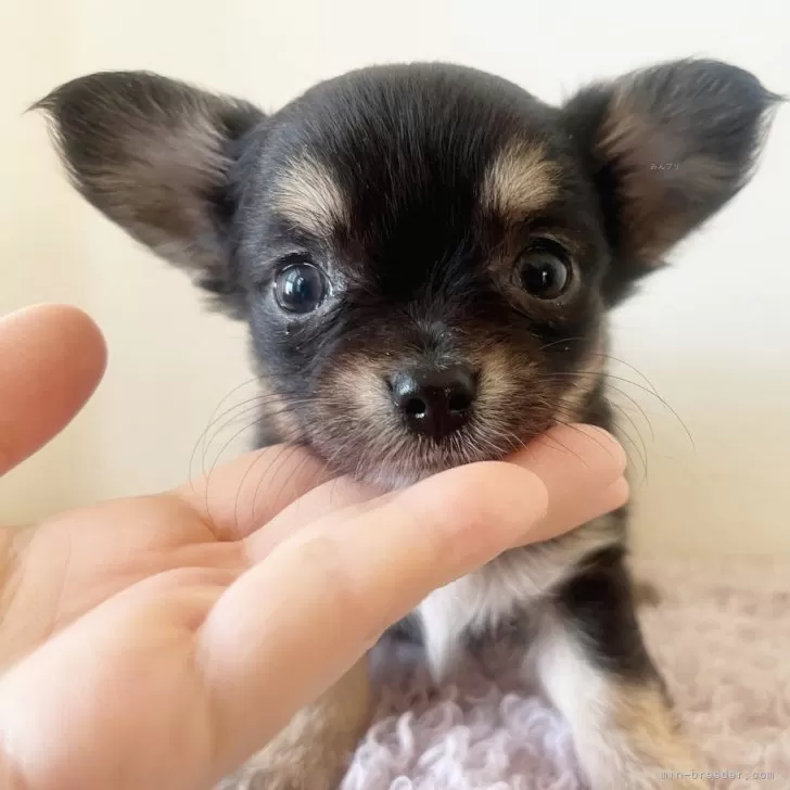 チワワ(ロング)【千葉県・女の子・2025年9月17日・ブラックタン】の写真1