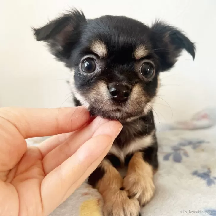 ID:2412-00434の子犬