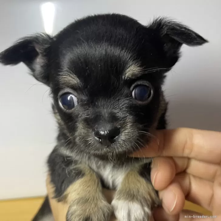 ID:2412-00439の子犬