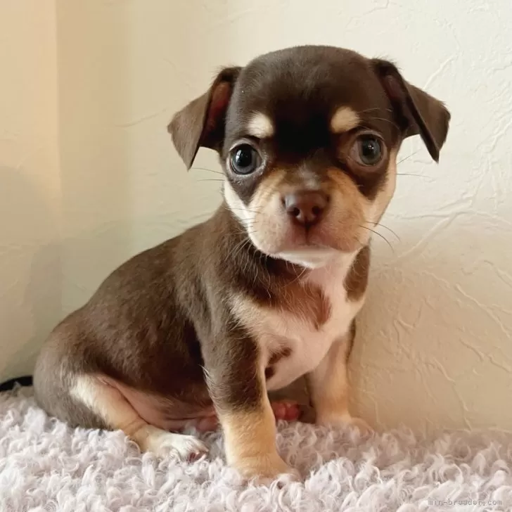 マロ 様のお迎えした子犬
