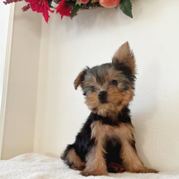 ヨークシャーテリア【千葉県・男の子・2024年9月26日・スチールブルー&タン】の写真「可愛い男の子♡」