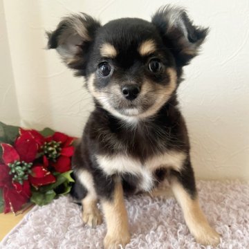 チワワ(ロング)【千葉県・女の子・2025年9月17日・ブラックタン】の写真「可愛い女の子♡」