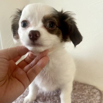 チワワ(ロング)【千葉県・女の子・2025年11月22日・ホワイト&チョコレート】の写真「可愛い女の子♡」