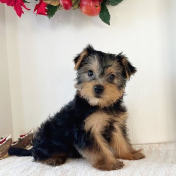 ヨークシャーテリア【千葉県・男の子・2024年9月26日・スチールブルー&タン】の写真「可愛い男の子♡」