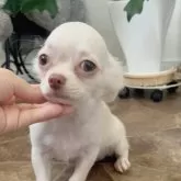 チワワ(ロング)
