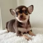 チワワ(スムース)