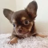 チワワ(ロング)