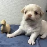 チワワ(ロング)