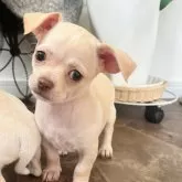 チワワ(スムース)