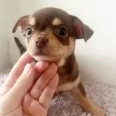 チワワ(スムース)