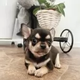 チワワ(スムース)